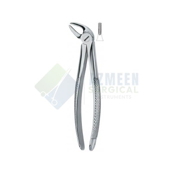 Lower Incisors and Canines 4 