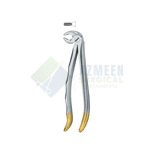 Incisors and cuspids 13