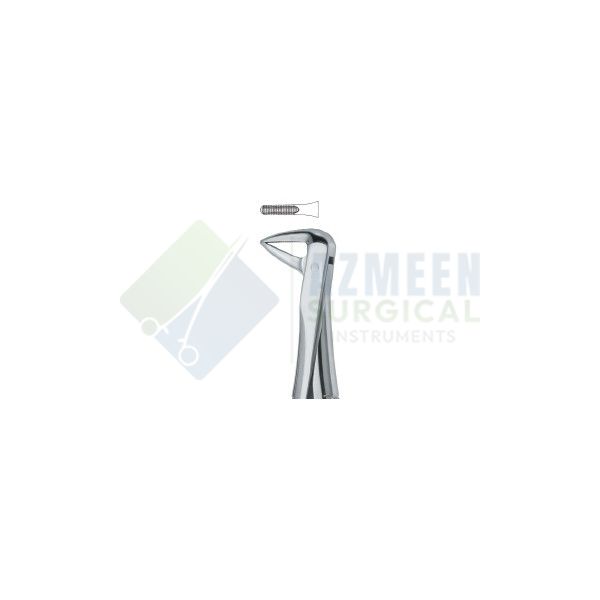 Incisors and Roots 74 