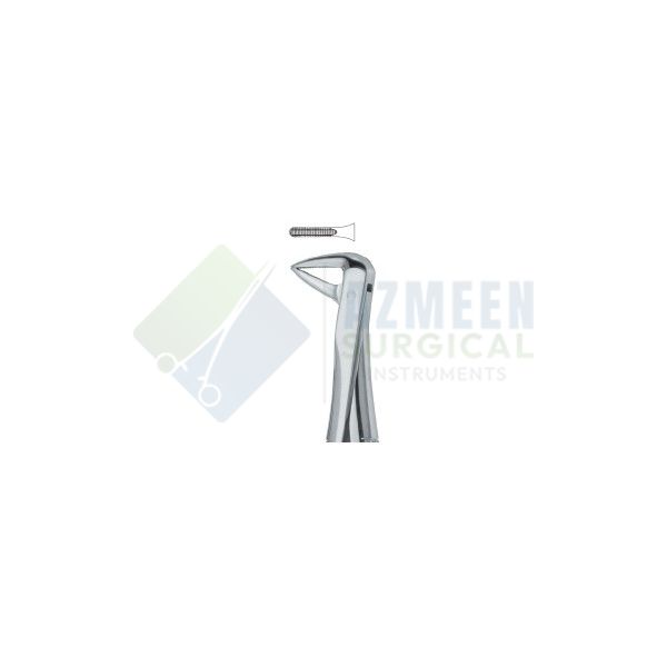 Incisors and roots , with fine beak 74N